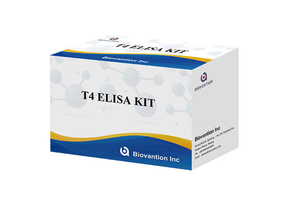 티록신 T4 ELISA 검출 키트