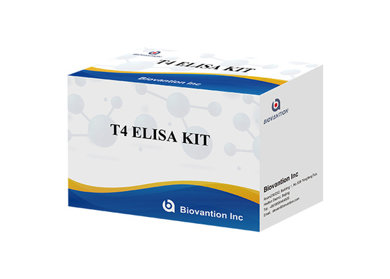 일반적으로 사용되는 갑상선 호르몬 검사 T4 트라이오오도티로닌 ELISA 테스트 키트
