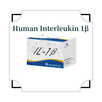 인간 엘리사 인간 인터루킨 1β ((IL-1β) 연구용으로만