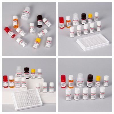 β-hCG (량적) 1시간 엘리사 항체 민감성 및 특수성 검사 키트
