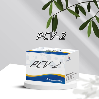 WB/S/P PCV-2 동물 항체 동물용 반응기 ELISA 테스트
