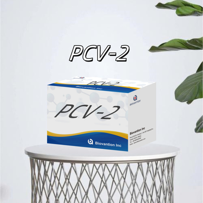 WB/S/P PCV-2 동물 항체 동물용 반응기 ELISA 테스트