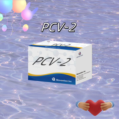 WB/S/P PCV-2 동물 항체 동물용 반응기 ELISA 테스트