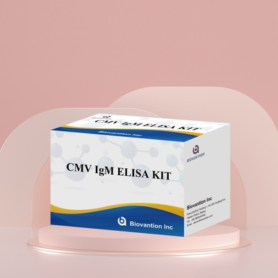 바이오벤션 시토메갈로바이러스 항체 검출을 위한 높은 민감성 CMV ELISA 반응기 키트