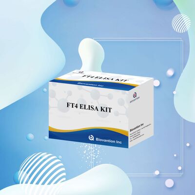 갑상선 질환에 대한 98%의 특수성과 95%의 감수성을 가진 정확한 FT4 엘리사 테스트 키트 (96개의 테스트)